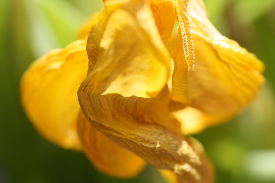 tulipe jaune