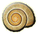 escargot