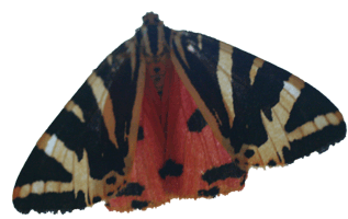 papillon